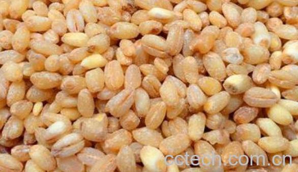 麦仁米的功效与作用-1