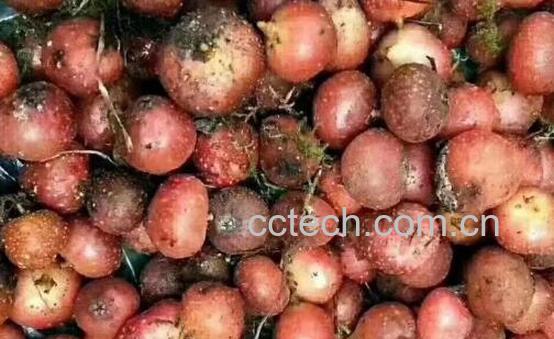 吃野红薯的作用与功效-1