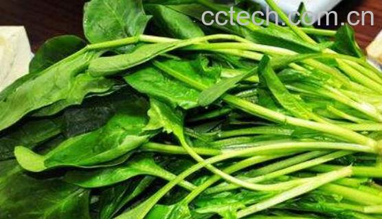 菠菜不能与什么同吃 吃菠菜的禁忌有哪些-0