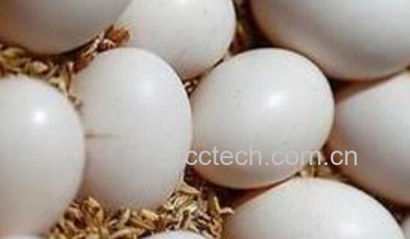 吃鸽子蛋的好处和坏处-0