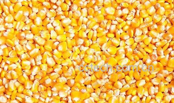 玉米仁-0