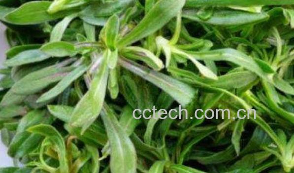 面条菜的功效与作用 面条菜的食用禁忌-0