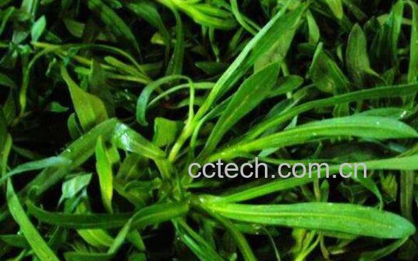 面条菜的功效与作用 面条菜的食用禁忌-1