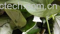 果蔬百科红薯叶-0