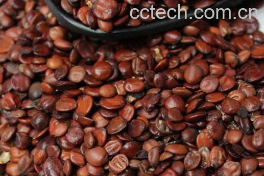 炒酸枣仁的功效与作用-0