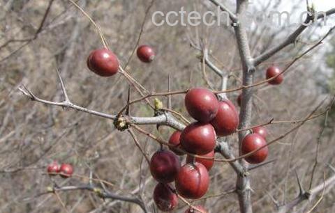 野酸枣图片 野酸枣泡水喝的功效-0