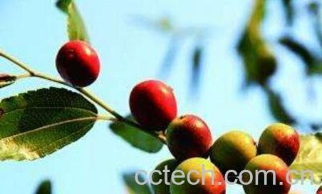 野酸枣图片 野酸枣泡水喝的功效-1