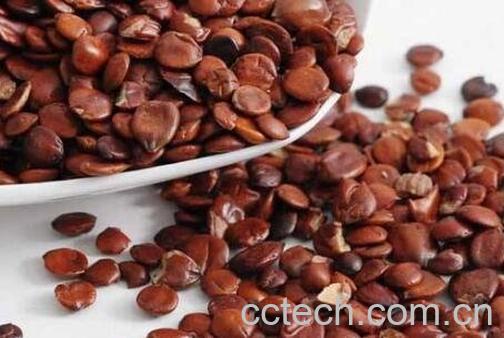 酸枣仁的功效与作用及药用价值-0