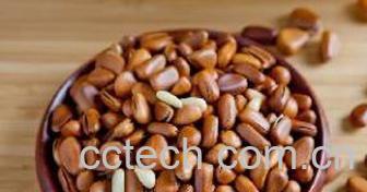 果蔬百科松子的功效与作用-0