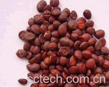 果蔬百科酸枣仁-0