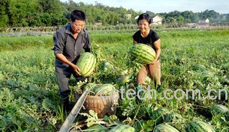 果蔬百科西瓜-0