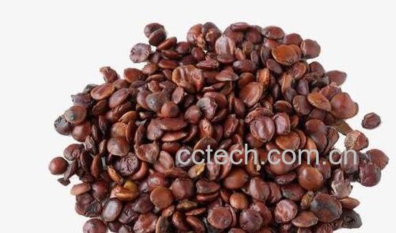 酸枣仁怎么治失眠-1