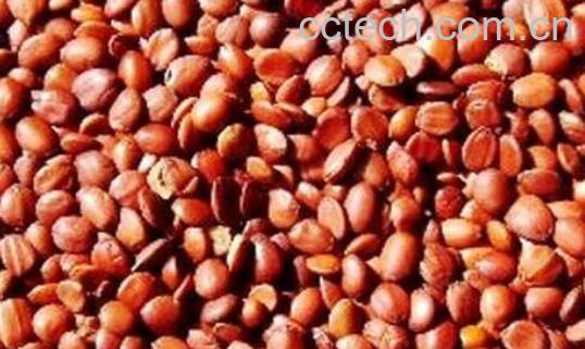 酸枣仁长期喝有啥危害 什么人不适合吃酸枣仁-0