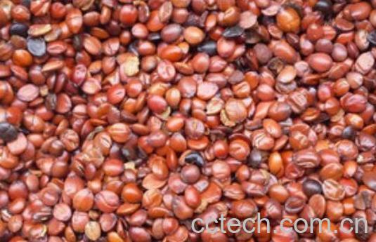 炙酸枣仁和生枣仁功效有什么区别 酸枣仁的功效与作用-0