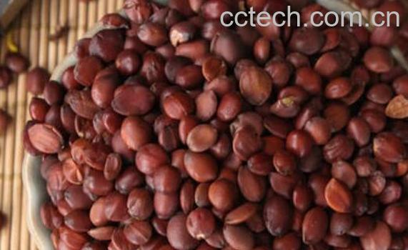 生枣仁的功效和作用与副作用-0