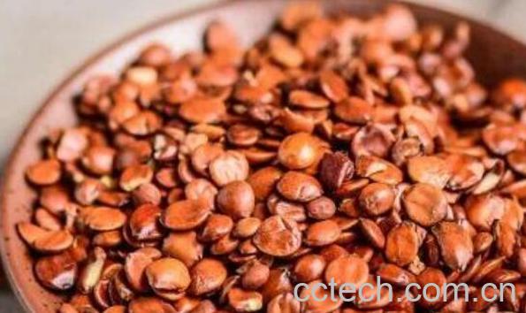 生枣仁的功效和作用与副作用-1