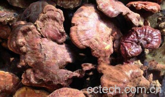 草灵芝的功效与作用-1