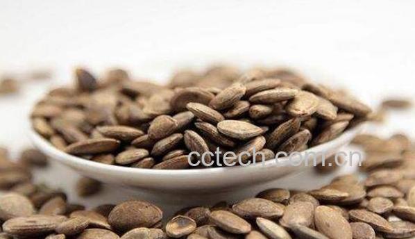 瓜蒌子与吊瓜子的区别 瓜蒌子的功效与作用-1