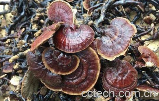 野生灵芝的功效与作用 野生灵芝的服用方法-0