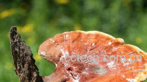 灵芝的功效与作用及食用方法-1