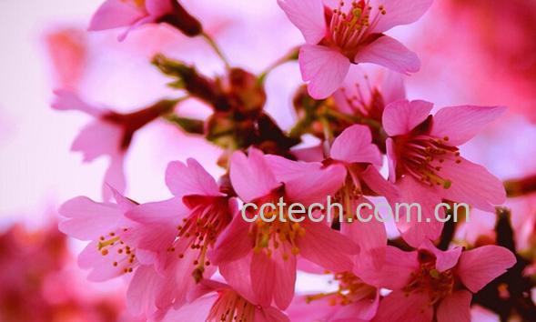 果蔬百科桃花-0