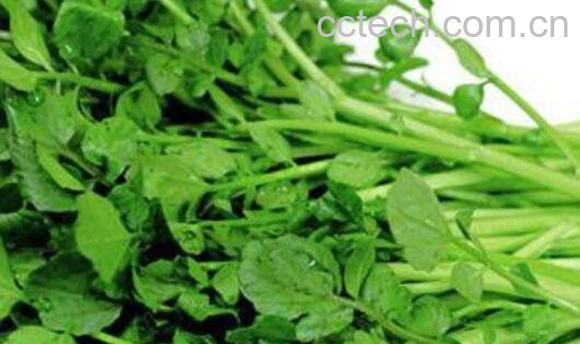 苜蓿酵素的功效与作用 苜蓿酵素的正确吃法-0